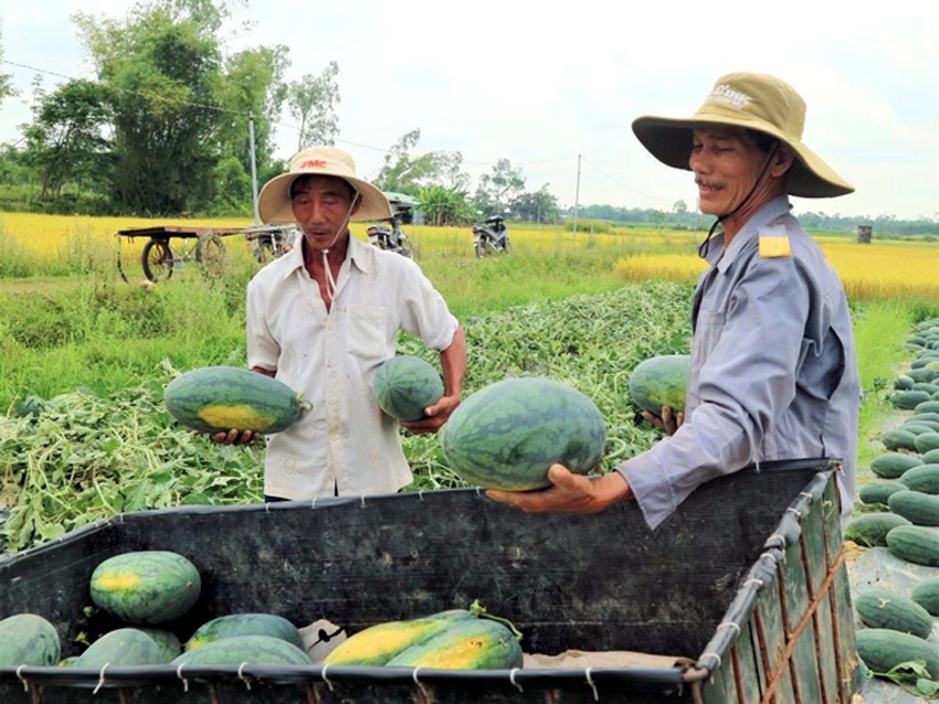 Việc Nghị định thư xuất khẩu dưa hấu chính ngạch sang Trung Quốc có hiệu lực, sẽ giúp đầu ra sản phẩm này ổn định hơn