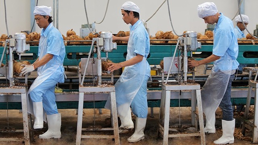 Việc ký Nghị định thư xuất khẩu dừa chính ngạch sang Trung Quốc giúp xuất khẩu dừa
có cơ hội vượt mốc 1 tỷ USD trong thời gian tới