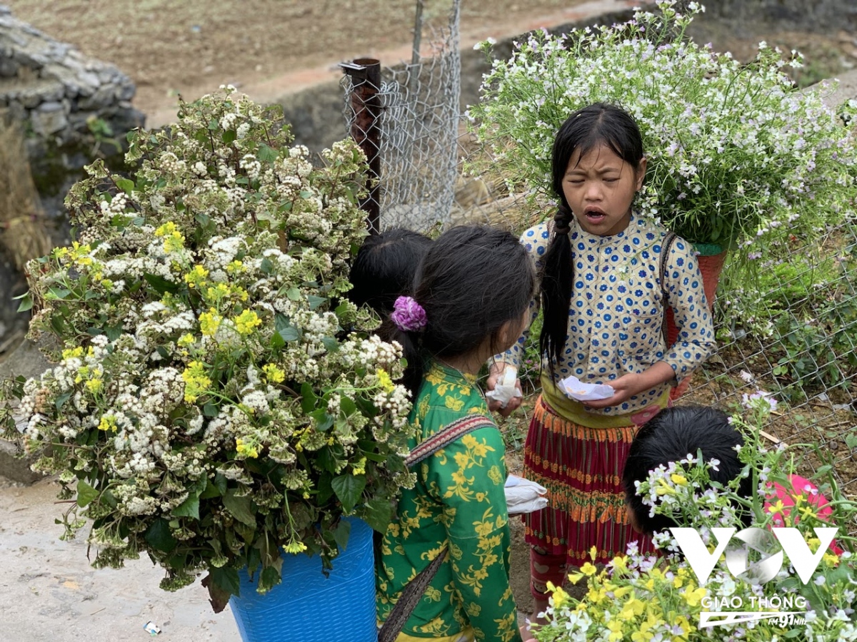 Những em bé gái ở Quản Bạ, Hà Giang nhiều năm nay đã quen với việc làm "dịch vụ" cho du khách chụp ảnh cùng