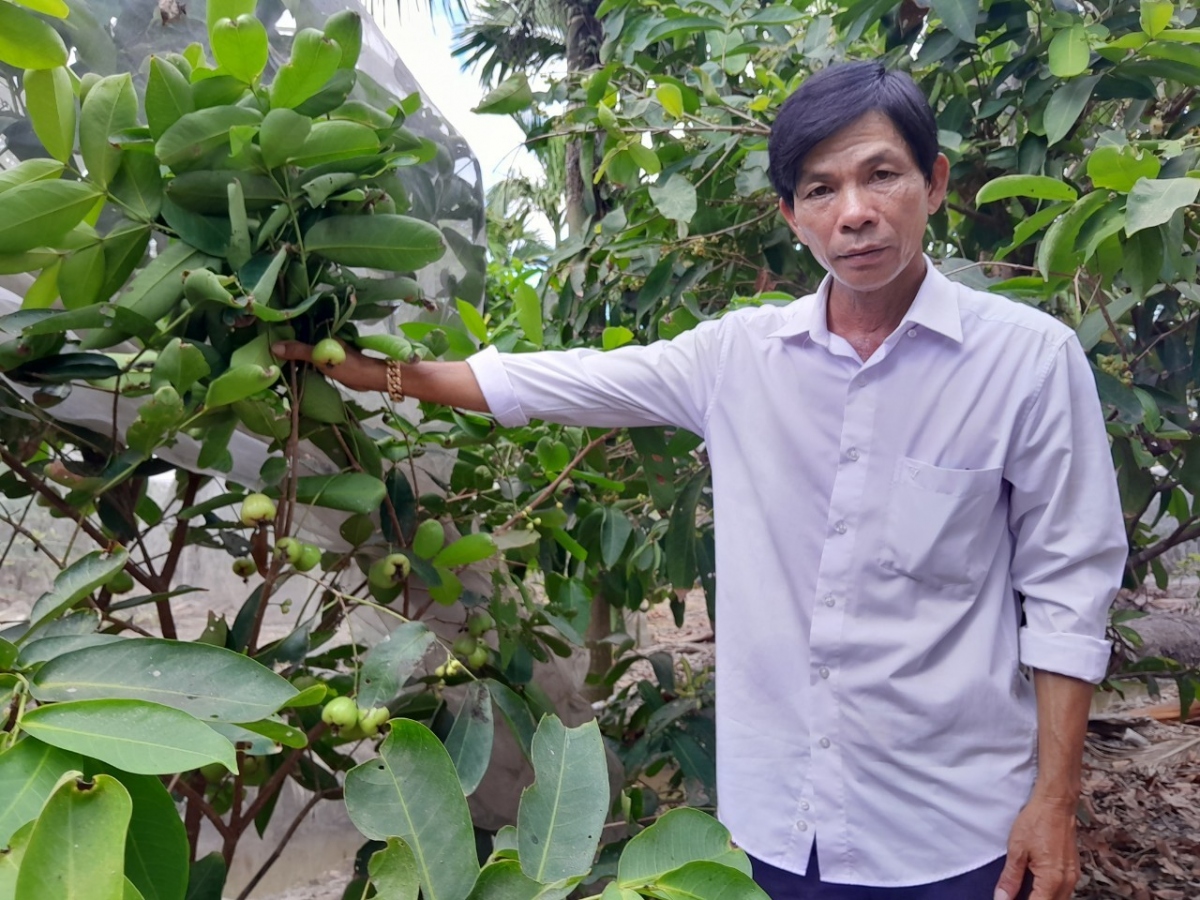 Mô hình trồng mận xanh đường cho giá trị kinh tế cao của ông Sơn