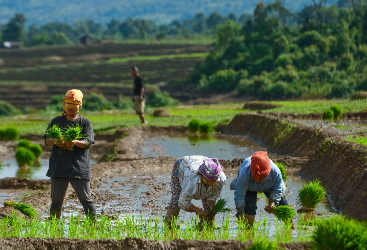 Nông dân quận Kangpokpi, bang Manipur, Đông Bắc Ấn Độ xuống giống vụ lúa mới hôm 27/6 (Nguồn: ANI)
