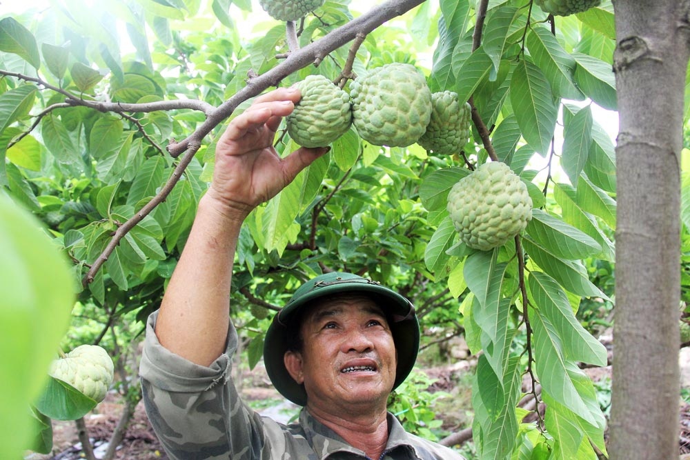 Nông dân xã Huyền Sơn thu hoạch na (ảnh BBG)