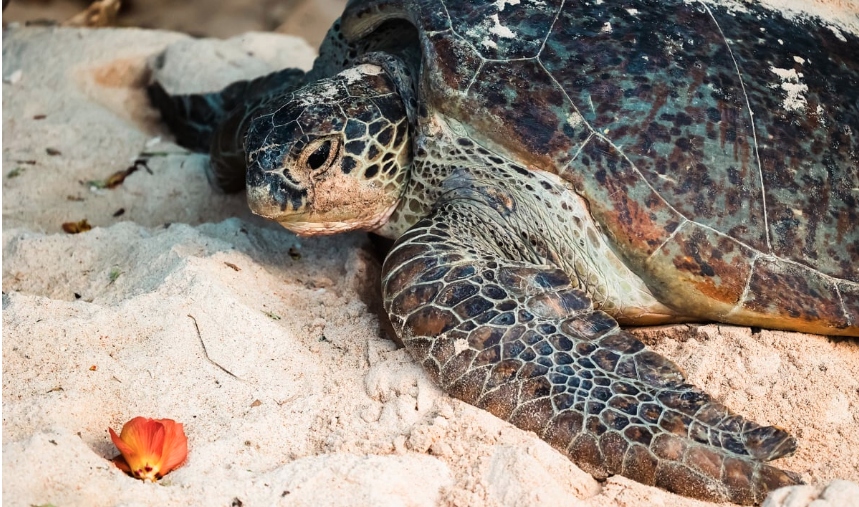 Vườn quốc gia Côn Đảo có 18 bãi biển rùa lên đẻ trứng, tổng diện tích lên đến hàng chục nghìn m2. Vùng biển này là nơi đẻ trứng của loài rùa xanh (vích). Ảnh: Vnexpress