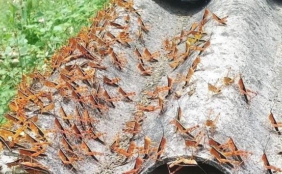 Châu chấu tre lưng vàng