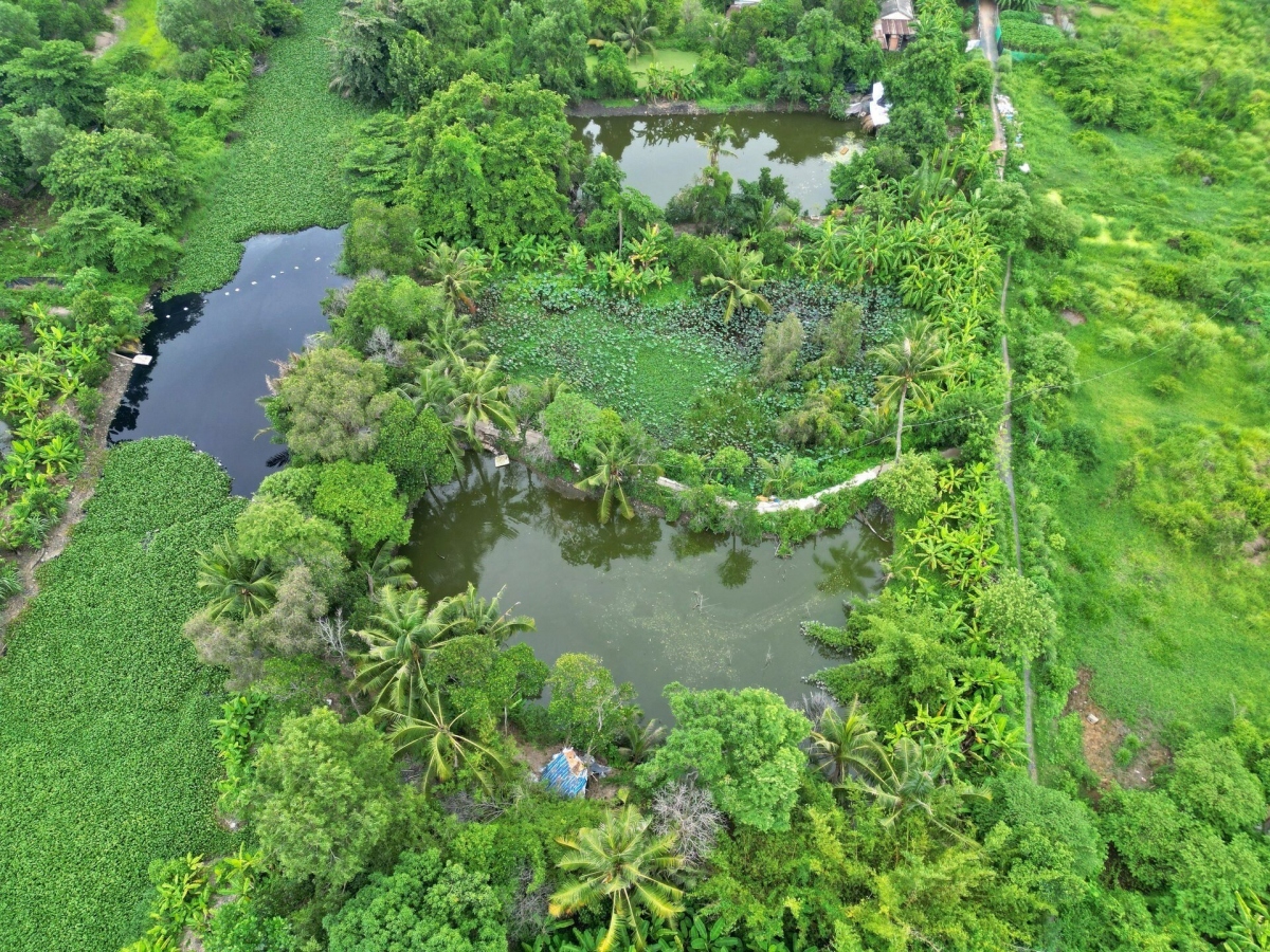 Bên cạnh đó, một số hộ dân trong diện giải toả đã được đền bù cũng quay trở lại sinh sống tái lấn chiếm để nuôi cá, chăn thả trâu bò.