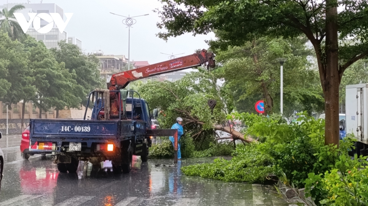 Strong winds cause many trees to fall in the northeastern province of Quang Ninh on the morning of July 24.