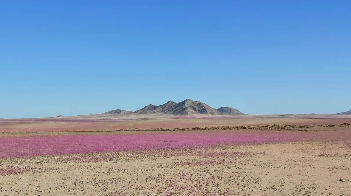 Cánh đồng hoa "pata de guanaco" (Cistanthe grandiflora) với sắc hồng tím. Ảnh: César Esteban Pizarro Gacitúa