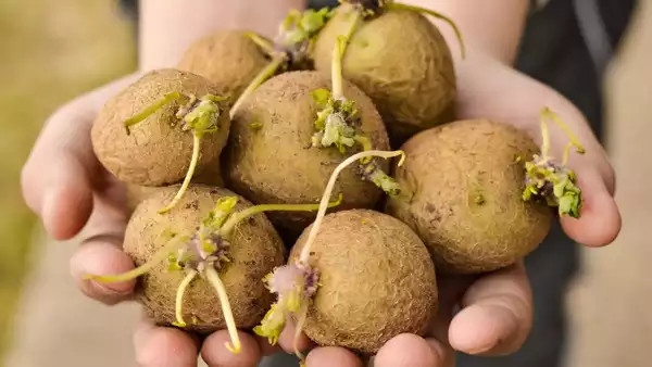 Khi khoai tây mọc mầm, chúng tạo ra Glycoalkaloid, là chất độc tự nhiên được tìm thấy trong họ thực vật