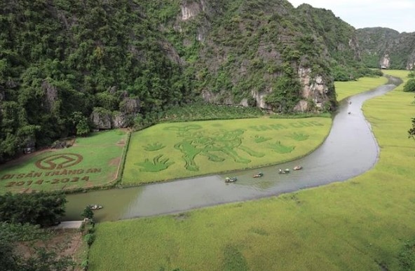 The Dong Ho folk painting "Muc Dong Thoi Sao" (The Shepherd Playing the Flute) on the rice field in Ninh Binh province