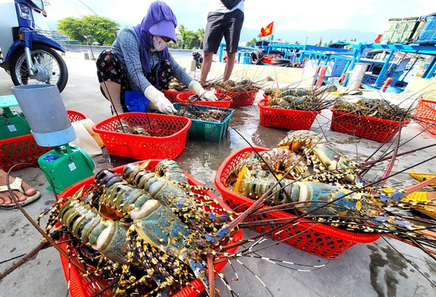 Tôm hùm ở tỉnh Khánh Hòa vừa được người dân thu hoạch, chuẩn bị xuất bán - Ảnh: Nguyễn Hoàng
