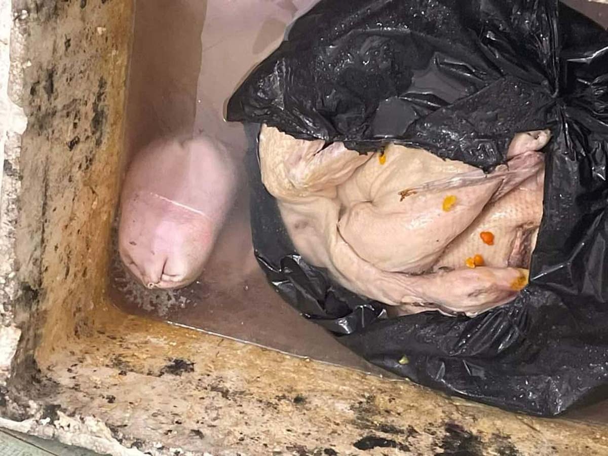 Hình ảnh vịt tươi sống không đảm bảo ATVSTP