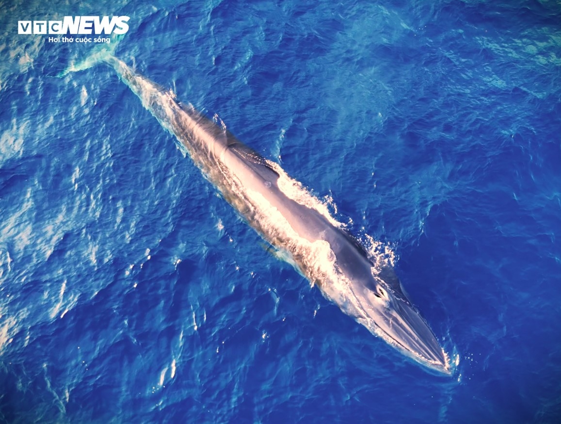 A whale has appeared off the coast of Mui Ganh-Hoai Hai beach in Binh Dinh province in recent days, causing many local people to flock to the area to capture some exciting images of the whale.