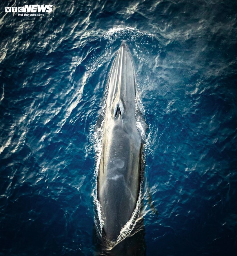 The sea mammal stretches for nearly eight metres long and weighs around two tonnes.