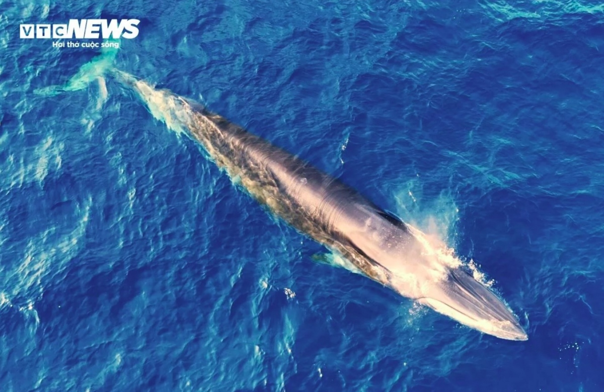 According to many witnesses at the scene, the blue whale appears to be hunting close to the shore.