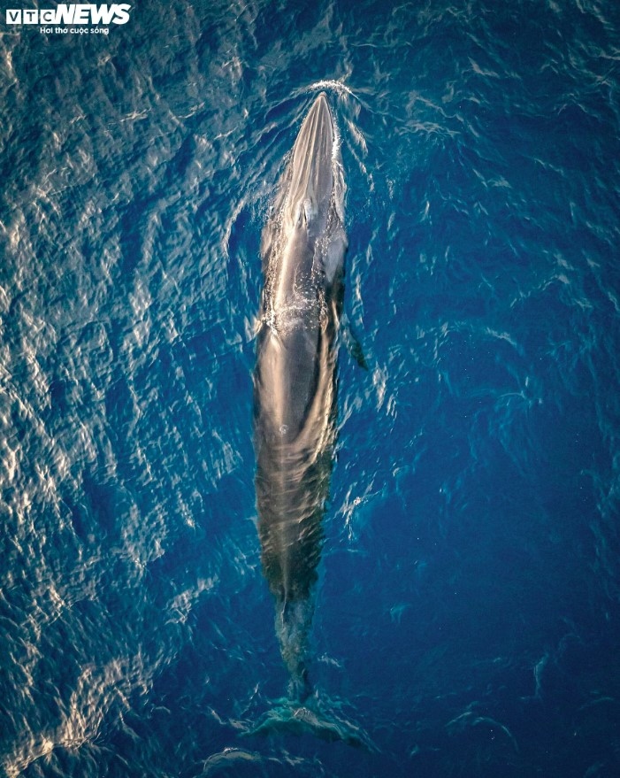 The Bryde's whale is considered to be one of the "great whales" and is among a group that includes blue whales and humpback whales named after Johan Bryde, a South African shipping company owner and whaler of Norwegian ancestry who built the first whaling stations in South Africa in the early 20th century.