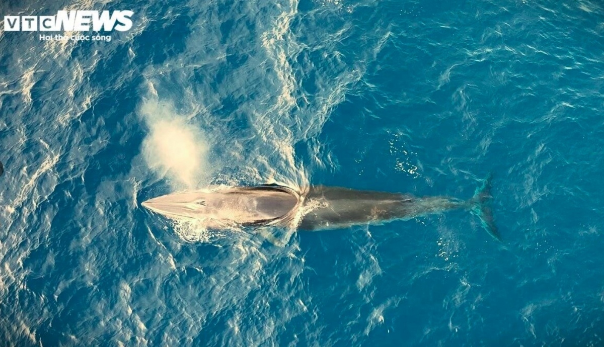 The Bryde's whale is listed among the list of protected endangered marine species, meaning that it is forbidden to fish or harm them in Vietnam.