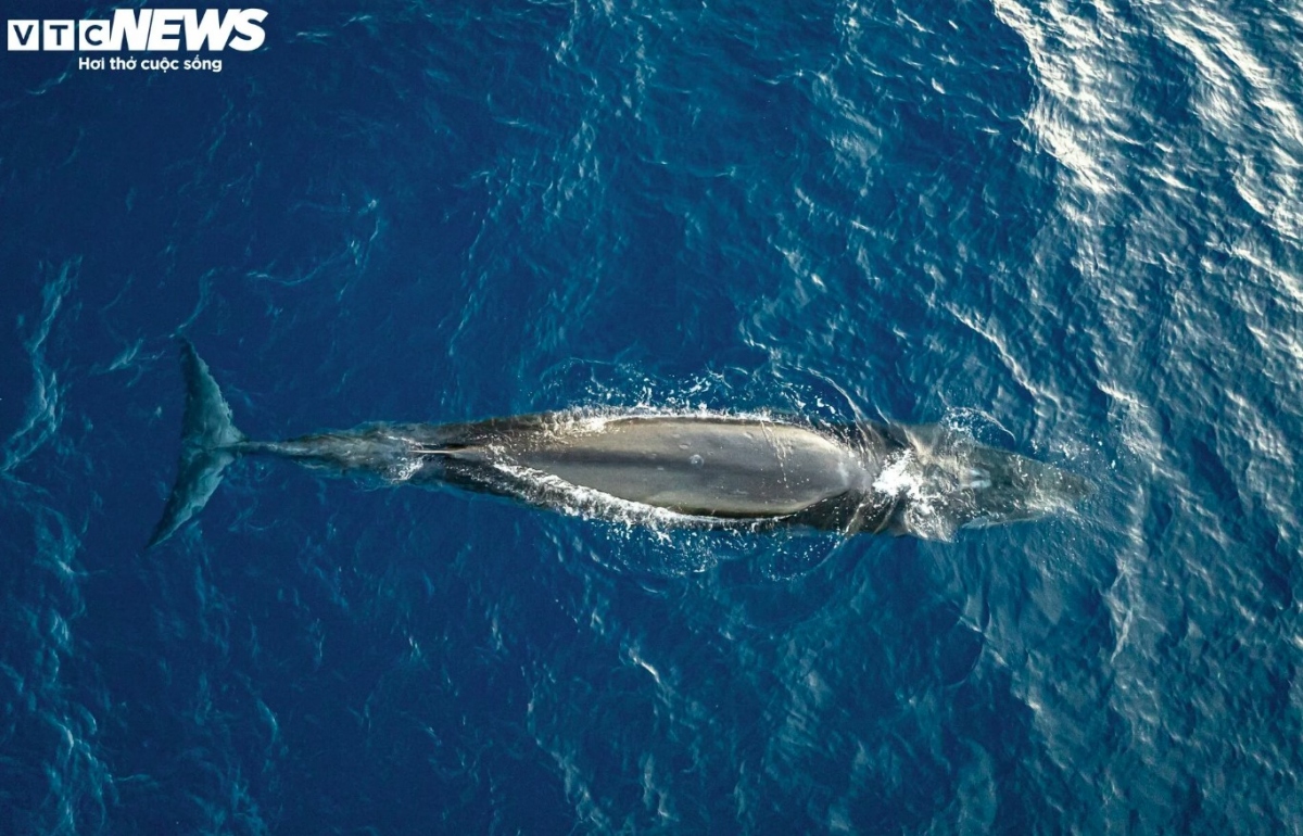 The sight of the blue whale close to Mui Ganh-Hoai Hai beach is a rare phenomenon over recent years, with local fishermen believing that the whale will bring good luck.