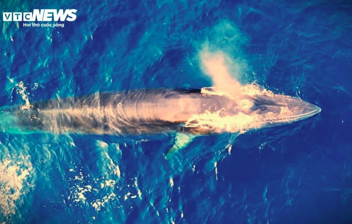 Back in August, 2022, the country enjoyed beautiful pictures and video clips of a mother and child pair of Bryde's whales surfing the waters off De Gi shore, located 50km north of Quy Nhon city in Binh Dinh province.
