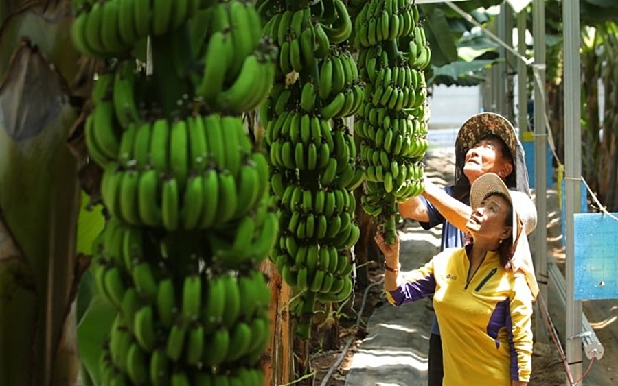 Trồng chuối ở Hàn Quốc. Ảnh: Yonhap.
