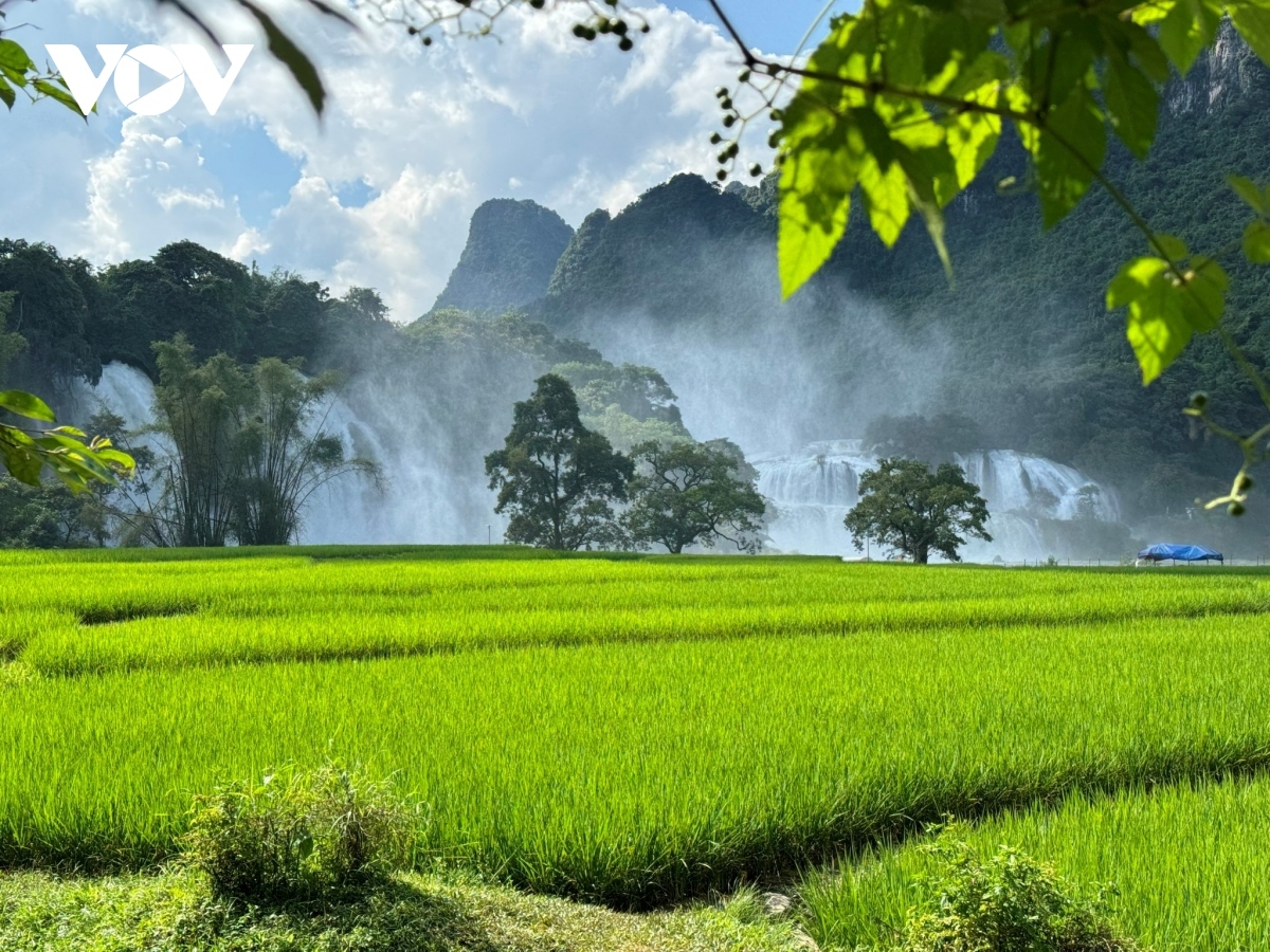 Cao Bang has run tours of Ban Gioc-Detian waterfall on the Vietnam-China border since September 15, 2023. However, tours have been canceled for a few days due to heavy rain and flooding.