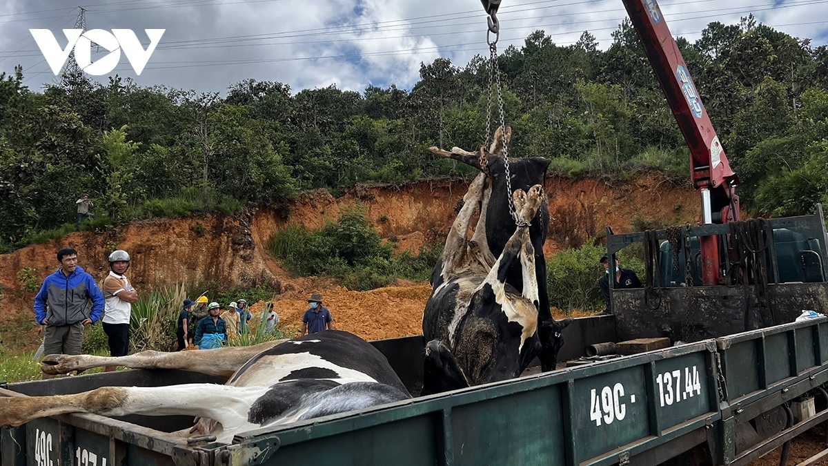Bộ Nông nghiệp và Phát triển nông thôn kết luận, bò sữa chết ở Lâm Đồng nguyên nhân chính do nhiễm Pestivirus tauri.