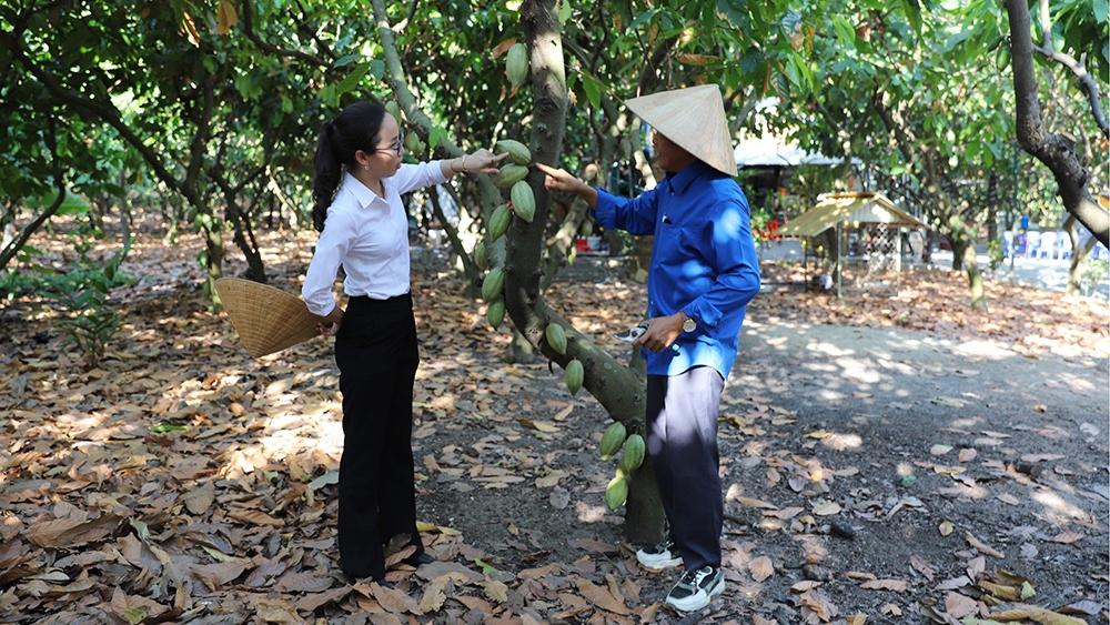 Nông dân Đồng Nai trông cây ca cao cho thu nhập tốt (Ảnh: Duy Phương)