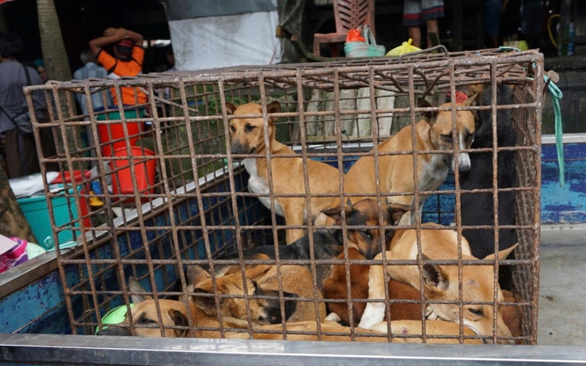 Cũi chó tại chợ Indonesia. Ảnh: AP.
