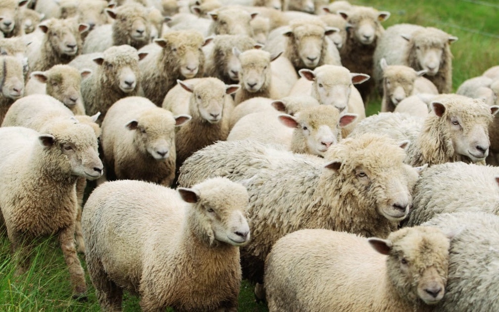 Đàn cừu trước nguy cơ dịch bệnh. Ảnh: Raising sheep.