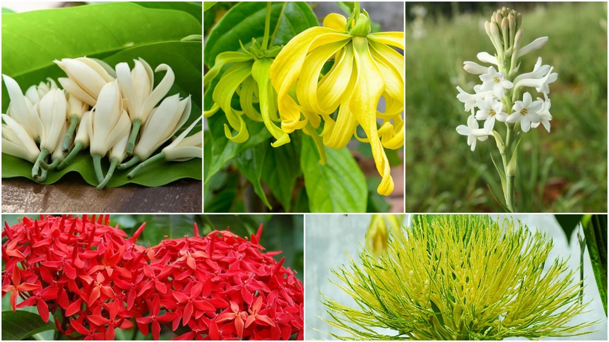 Nhiều loại hoa quê được dân thành phố "săn lùng".