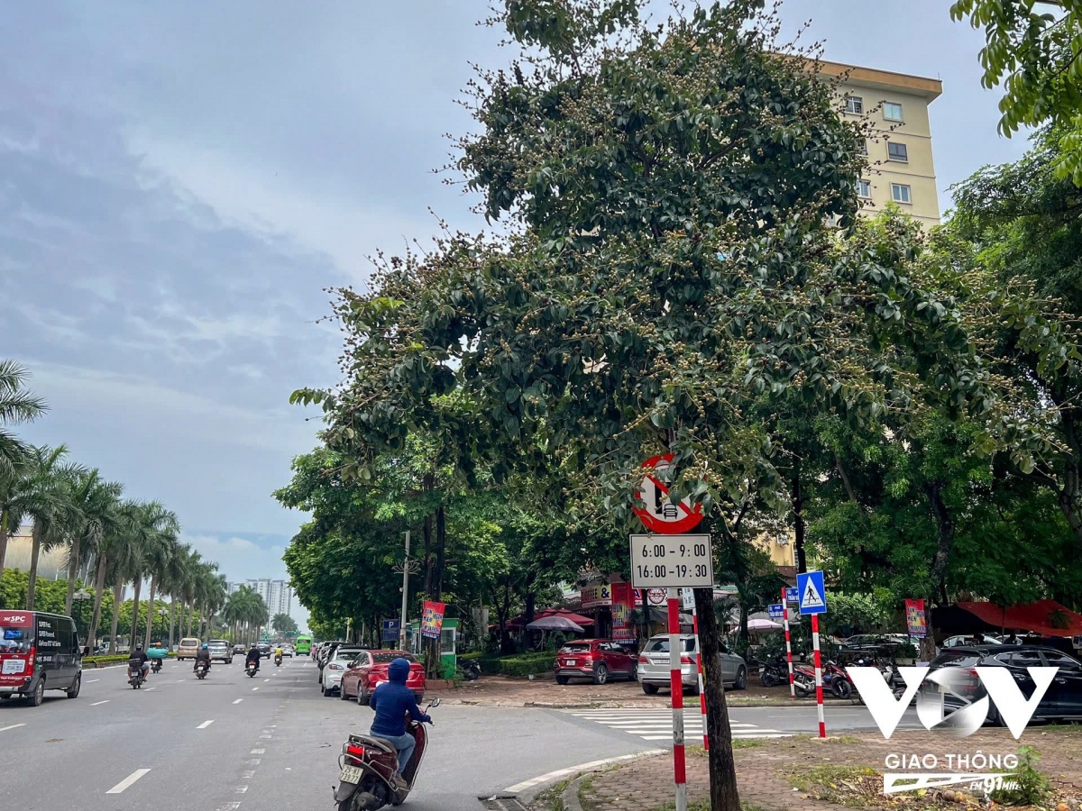 Biển cấm ô tô rẽ phải vào khung giờ cao điểm bị tán lá cây che khuất, phải đi gần thì người đi đường mới nhìn rõ. Đây cũng là một trong các nguyên nhân khiến các phương tiện vi phạm giao thông hoặc xảy ra va chạm khi lưu thông trên đường.