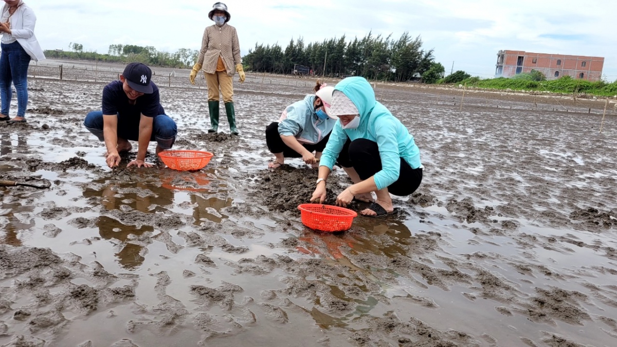Nhiều diện tích đất nuôi nghêu chưa hợp pháp tại huyện Gò Công Đông vẫn chưa được xử lý