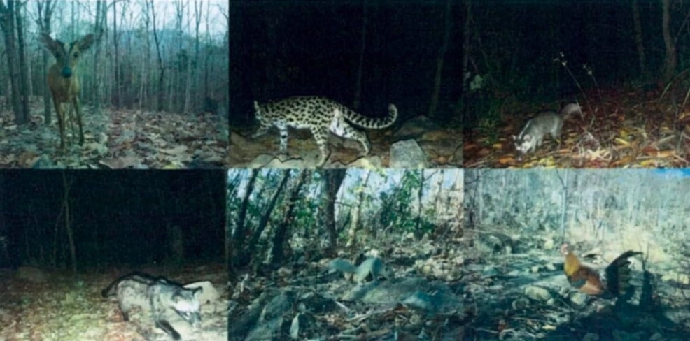 The management board of Long Song-Da Bac protective forest and the Southern Institute of Ecology have set up 36 camera traps to track animals in the forest.