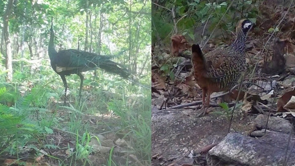 The presence of green peafowl highlights the biodiversity value of Long Song - Da Bac Protective Forest.
