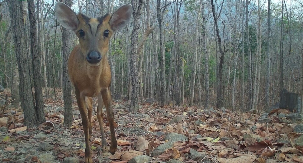 The southern red muntjac (Muntiacus muntjak) is a deer species which is native to Southeast Asia.