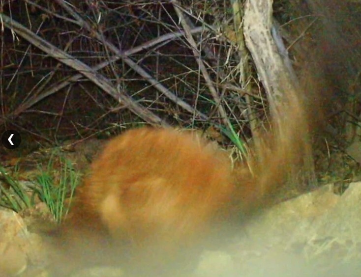 The forest is also the habitat of the Indian Giant Flying Squirrel (Petaurista philippensis).