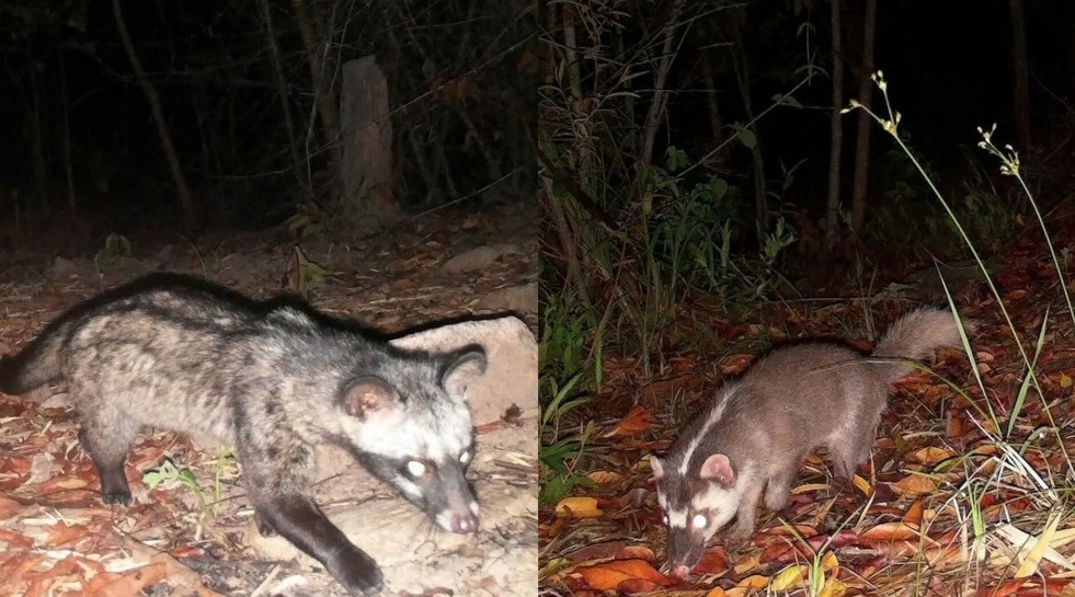 A palm civet (Paradoxurus hermaphroditus) found in the area.