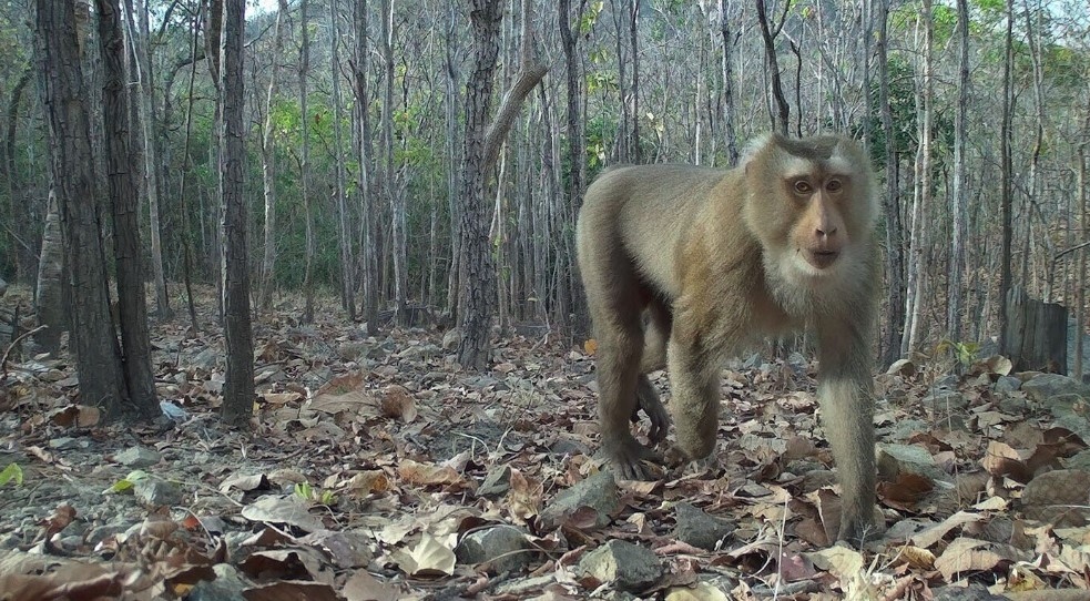 The pig-tailed macaque is the most common type that has been recorded 88 times at 22 camera trap sites.