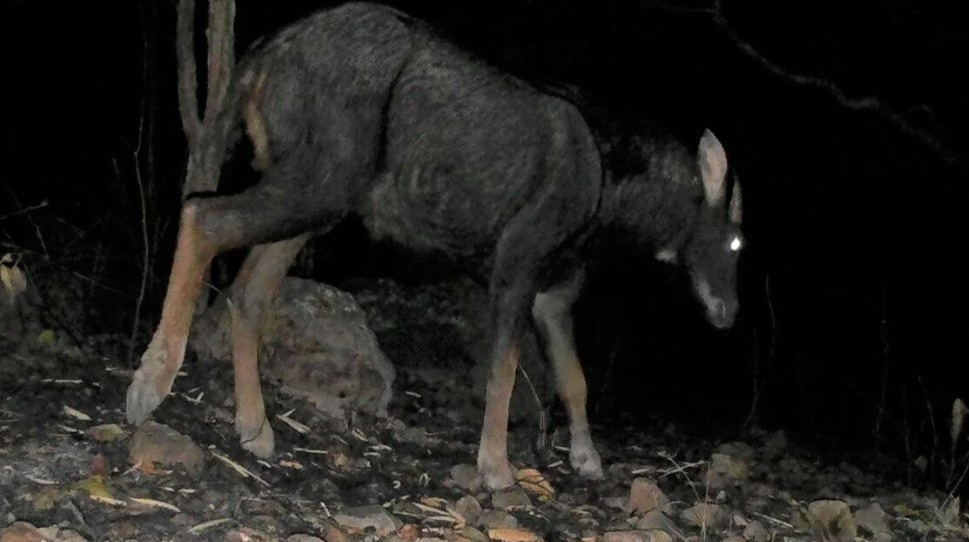 Most notably, this is the first time that the Sumatran serow has been recorded in the dry deciduous dipterocarp forest in Vietnam.
