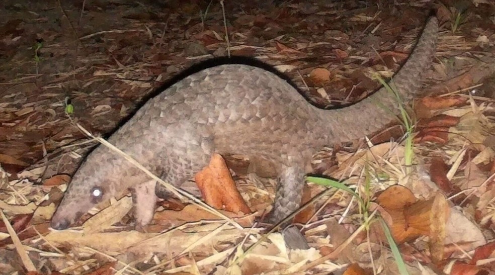 Javan pangolin is listed as one of the rare and threatened species subject to priority protection.