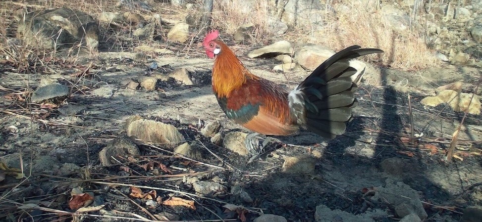 Pictured is a red junglefowl (Gallus gallus).