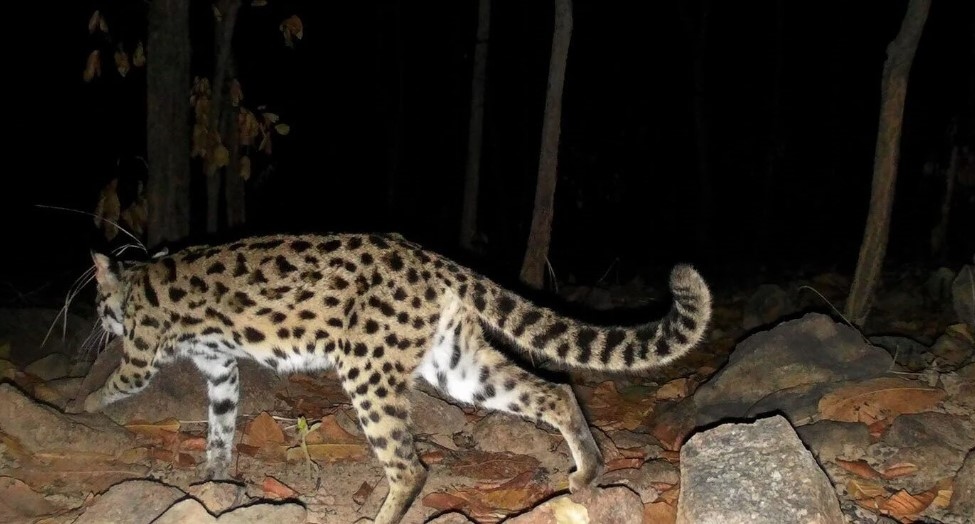 Leopard Cat (Prionailurus bengalensis) is classified as an endangered species in Vietnam though internationally it is listed as of "Least Concern" by the International Union for Conservation of Nature (IUCN). Leopard cat populations are declining in the wild nationwide as people keep them as pets for their fur.