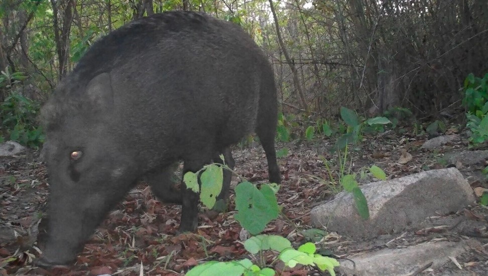 The wild boar (Sus scrofa) is a mammal found in both Eurasia and North Africa.