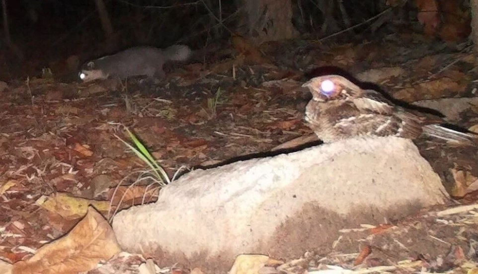A camera trap captures an image of a long-tailed owl (Caprimulgus macrurus).