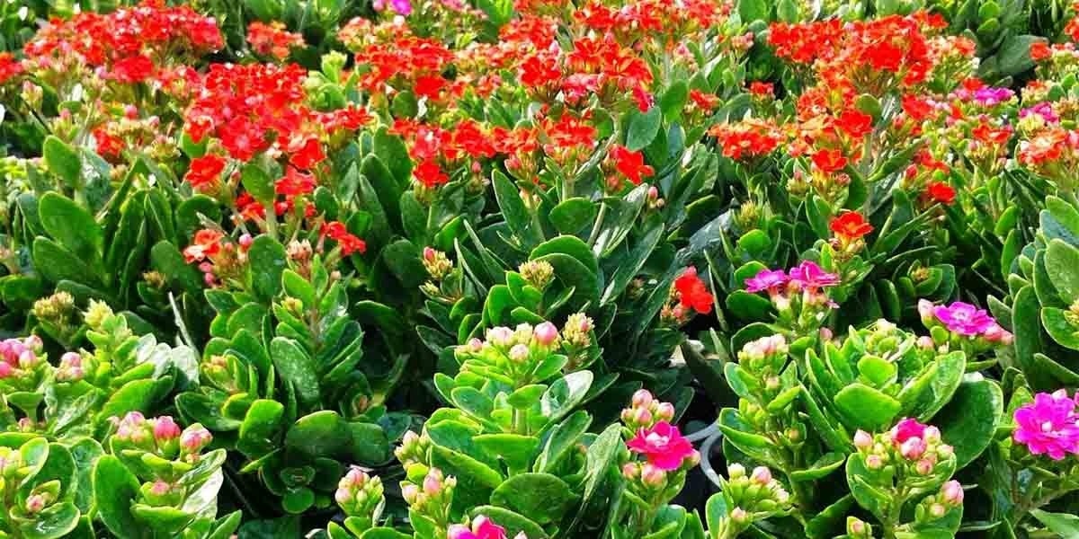 Cây sống đời thường được trồng để làm cảnh. Ảnh: Istock