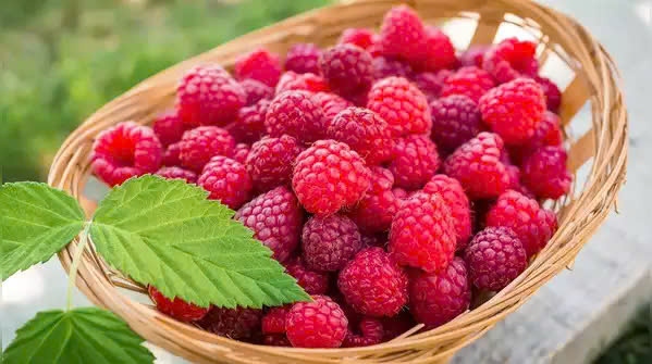 Quả mâm xôi: Quả mâm xôi là một siêu thực phẩm màu đỏ khác giàu axit ellagic, anthocyanin và quercetin, tất cả đều được chứng minh là có đặc tính chống ung thư. Những hợp chất này giúp trung hòa các gốc tự do, giảm viêm và ức chế sự phát triển của tế bào ung thư. Một nghiên cứu cho thấy quả mâm xôi đen làm giảm tỷ lệ mắc các khối u ở thực quản, đại tràng và da ở mô hình động vật. Mặc dù cần nhiều nghiên cứu hơn nhưng những phát hiện này cho thấy quả mâm xôi có thể là một bổ sung có giá trị cho chế độ ăn uống ngăn ngừa ung thư.