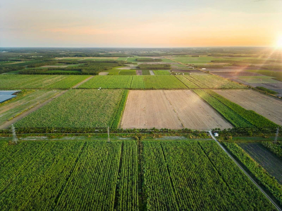 TTC AgriS sở hữu hơn 71 nghìn ha diện tích vùng nguyên liệu tự chủ, ứng dụng nền tảng công nghệ nông nghiệp (Agtech), trải dài tại 4 quốc gia: Việt Nam, Lào, Campuchia, Australia
