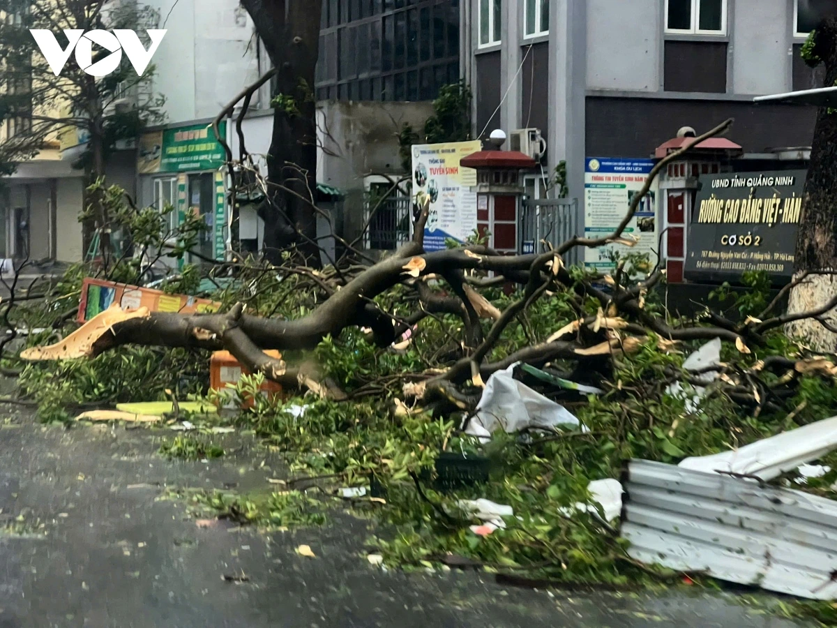 A large number of trees, both big and small, are either broken and toppled or uprooted on the street.