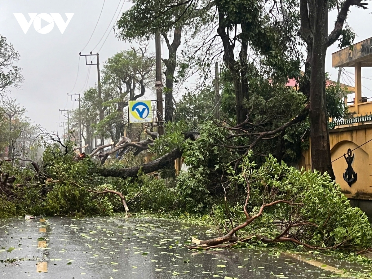 Fallen trees disrupt power transmission and communication services in Quang yen commune.