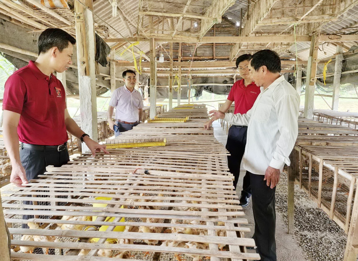 Cán bộ tín dụng Agribank - Chi nhánh huyện Đại Lộc, tỉnh Quảng Nam đồng hành với người dân trong phát triển chăn nuôi