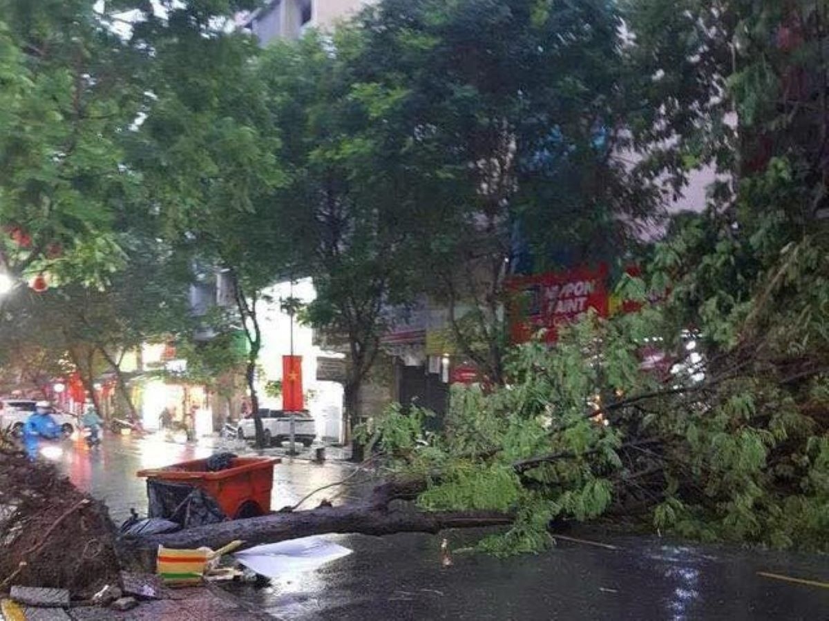 Cây điệp trên đường Calmette (Quận 1) bật gốc trong cơn mưa tối 1/9 (ảnh: Internet)